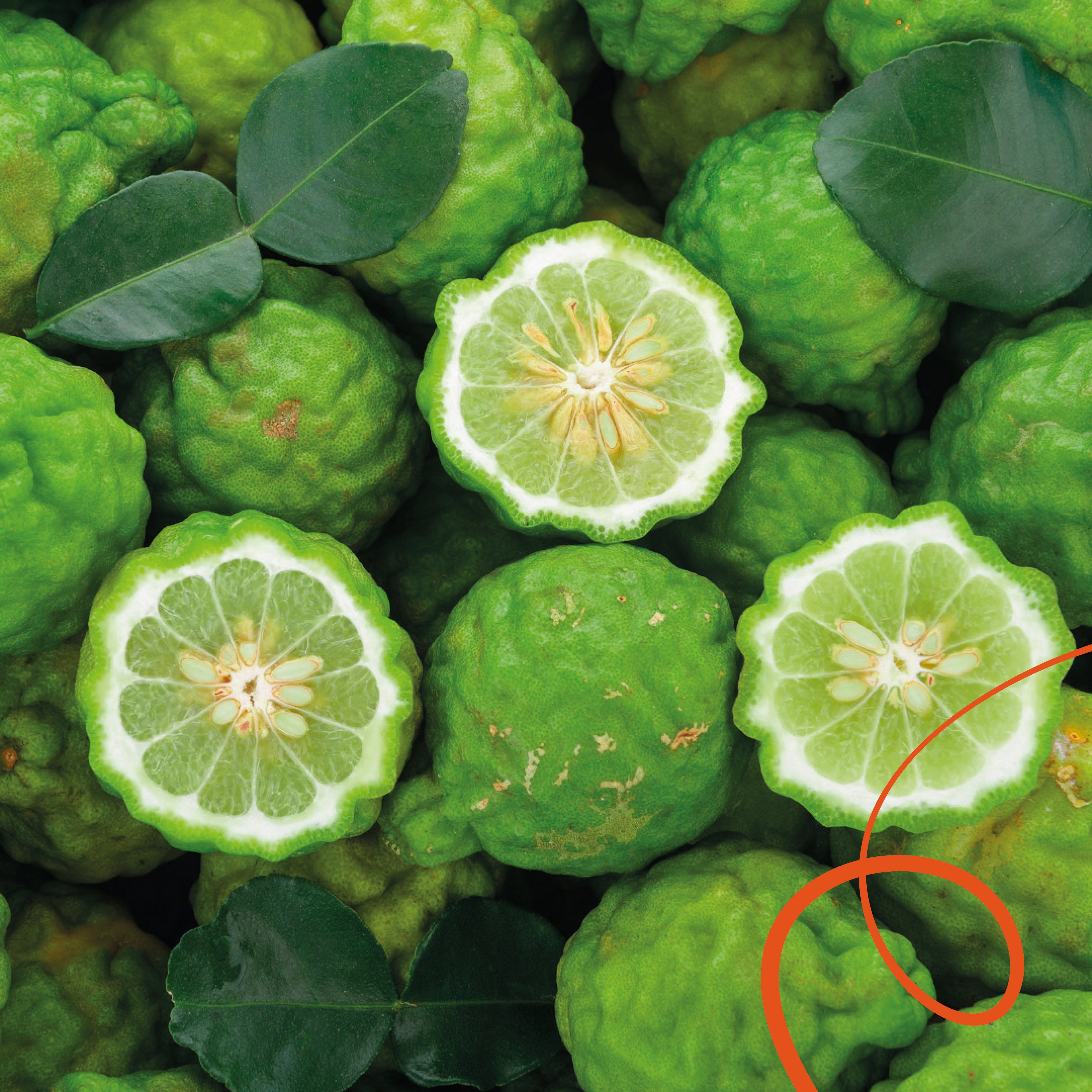 Ethiopia Tinshe Guye