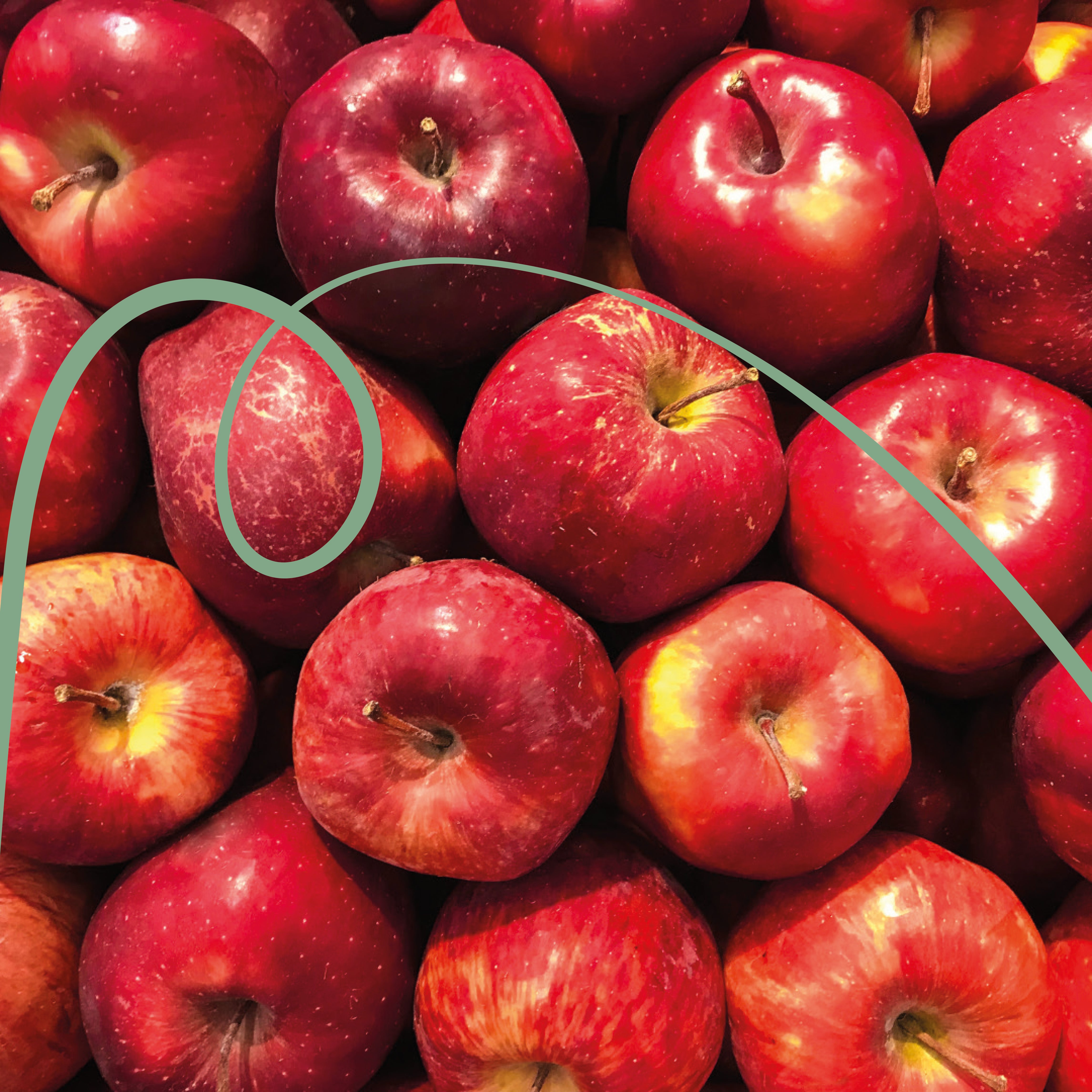 Brazil Santa Barbara